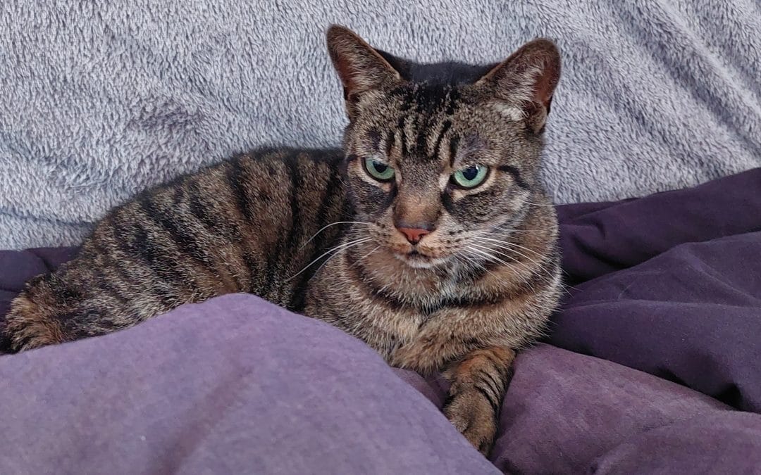 Levenslessen van de kat; the Master of Mindfulness